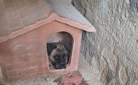 Abbandonato e maltrattato, cane salvato dalla polizia