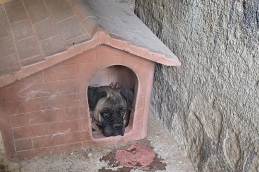 Abbandonato e maltrattato, cane salvato dalla polizia