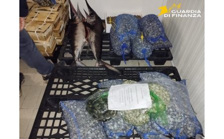 Sequestrati 900 kg di pesce non tracciato a Mugnano