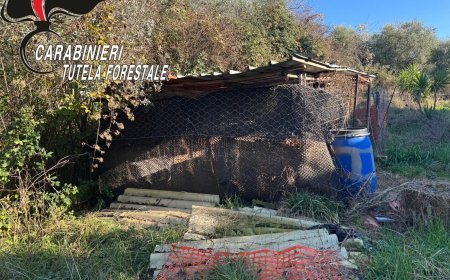 Carabinieri Forestale salvano cani abbandonati nel Matese