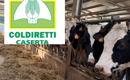 Coldiretti Caserta: stop pratiche sleali nel latte