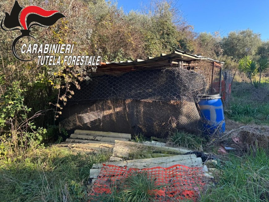 Carabinieri Forestale salvano cani abbandonati nel Matese