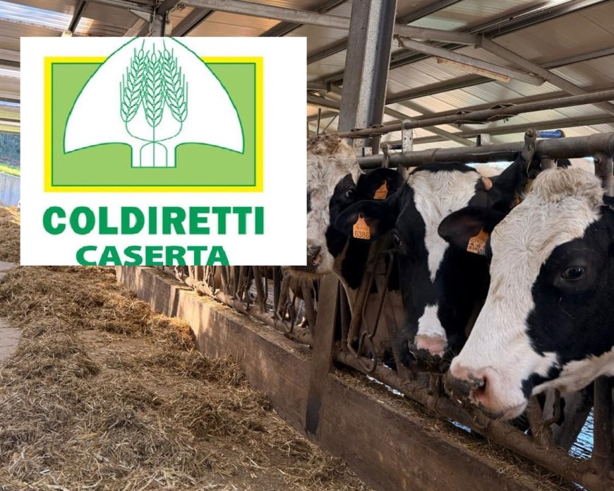 Coldiretti Caserta: stop pratiche sleali nel latte