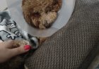 Recale: cane aggredisce un barboncino e la sua padrona