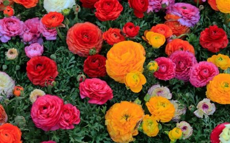 Coldiretti: a San Valentino vince il fiore italiano