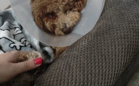 Recale: cane aggredisce un barboncino e la sua padrona