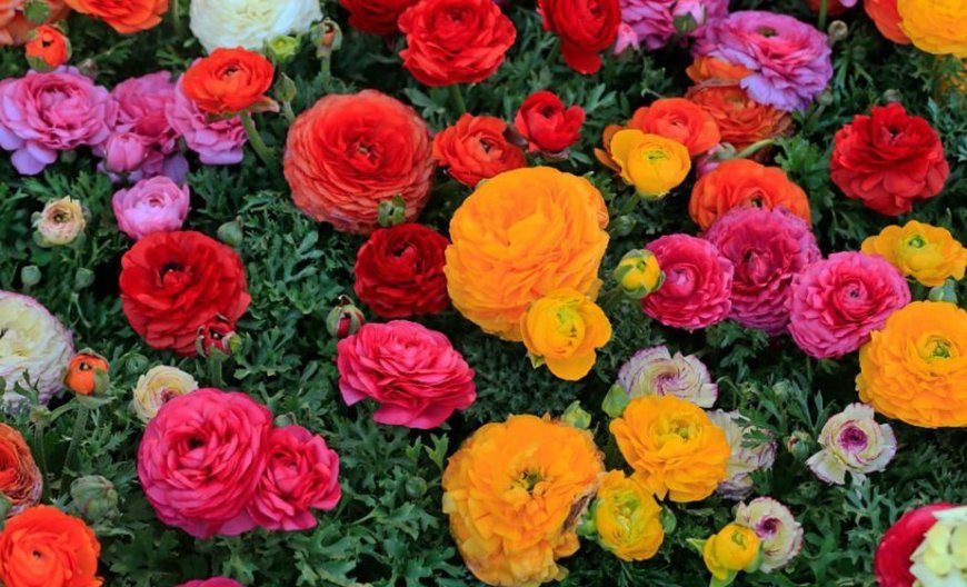 Coldiretti: a San Valentino vince il fiore italiano