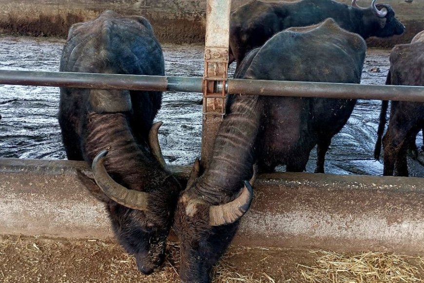 Bufale morte in pasto agli animali nel Casertano