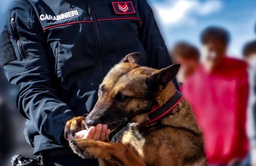 Maddaloni: pusher arrestato grazie al cane antidroga