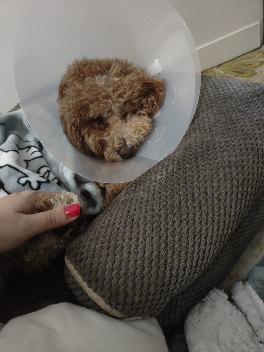 Recale: cane aggredisce un barboncino e la sua padrona