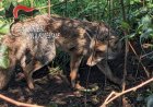 Volpe intrappolata in un laccio: salvata dai Forestali