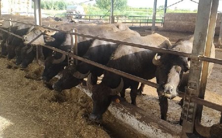 Brucellosi bufalina, Coldiretti: “Focolai in forte calo”
