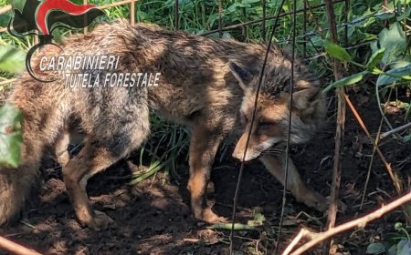 Volpe intrappolata in un laccio: salvata dai Forestali