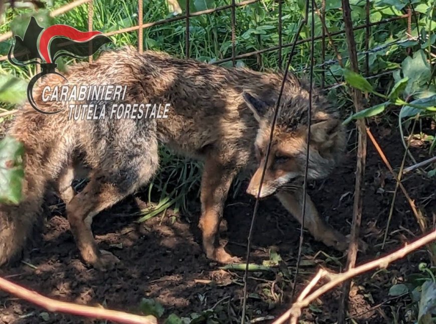 Volpe intrappolata in un laccio: salvata dai Forestali